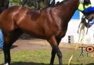 MURIO UN CABALLO DE CARRERA EN LAS HIPICAS DE GRAL ALVEAR